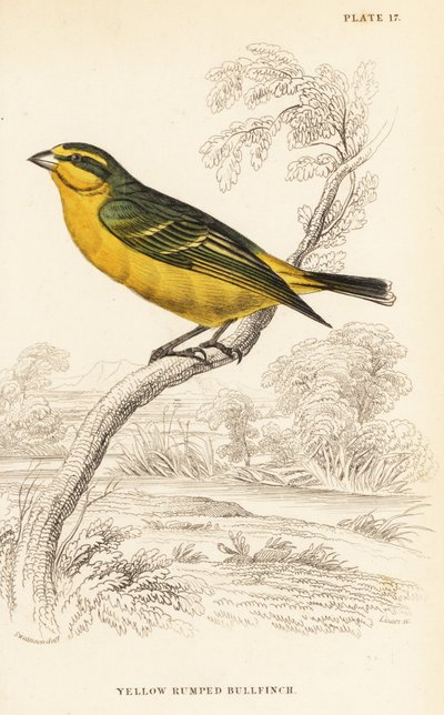 イエローフロントカナリア（セネガル）、Crithagra mozambica caniceps（キイロイトリ、Crithagra chrysopyga 作： William Home Lizars