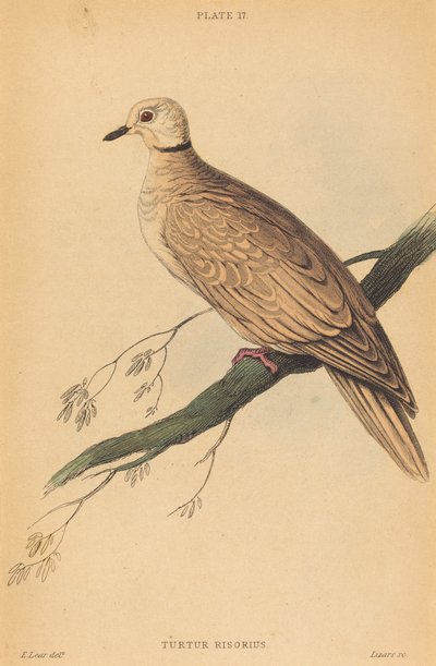 トゥルトゥール・リゾリウス 作： William Home Lizars after Edward Lear