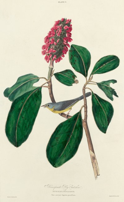 ボナパルト フライキャッチャー 作： William Home Lizars after John James Audubon