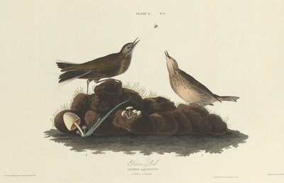 ヒバリ 作： William Home Lizars after John James Audubon