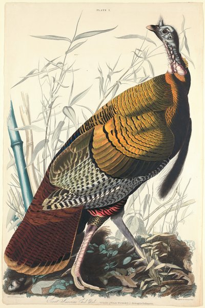 グレートアメリカンコック 作： William Home Lizars after John James Audubon