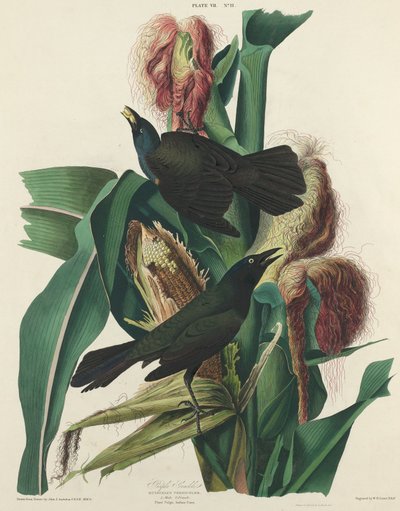 パープルグラックル 作： William Home Lizars after John James Audubon