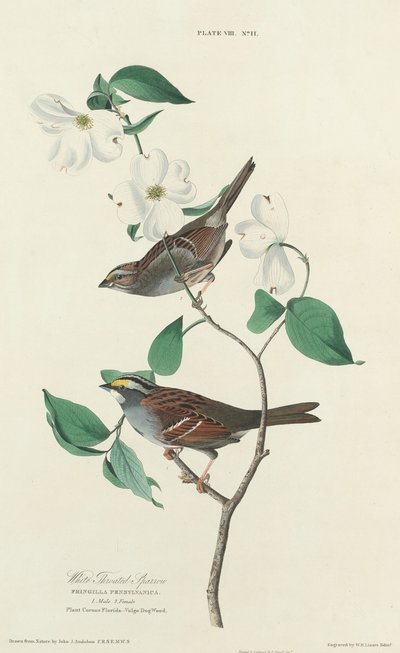 ノドグロスズメ 作： William Home Lizars after John James Audubon