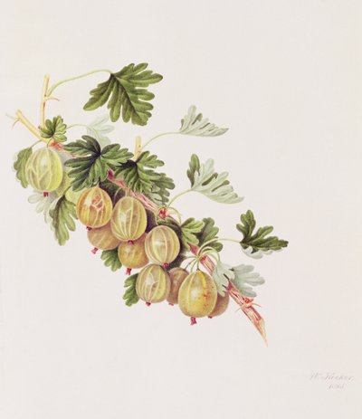 グリーングーズベリー、1815 作： William Hooker