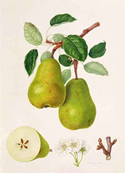 D&39;Auch Pear、1817 作： William Hooker