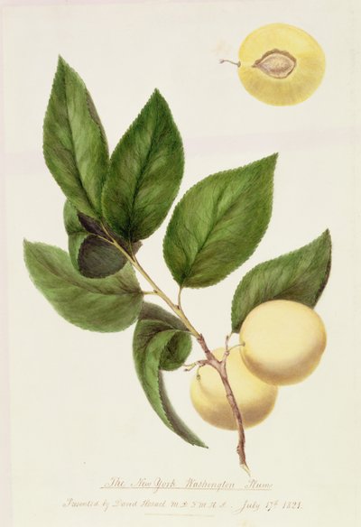 ニューヨークワシントンプラム、1821年 作： William Hooker