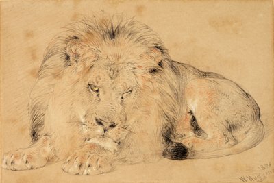 ライオンの研究、1879年（紙にチョーク） 作： William Huggins