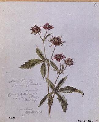 ブレントウッドで描かれたマーシュ・シンクフォイル（Marsh Cinquefoil 作： William James Linton