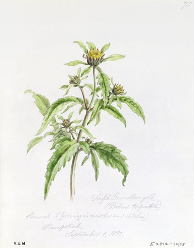 Trifid Burr-Marigold、1861年9月1日、ハムステッドで塗装 作： William James Linton