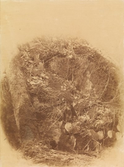 ポートフォリオ「The Forest」より、無題：アディロンダックの森 作： William James Stillman