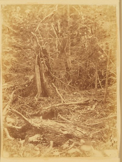 ポートフォリオ「The Forest」より、無題：アディロンダックの森 作： William James Stillman