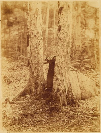 ポートフォリオ「The Forest」より、無題：アディロンダックの森 作： William James Stillman