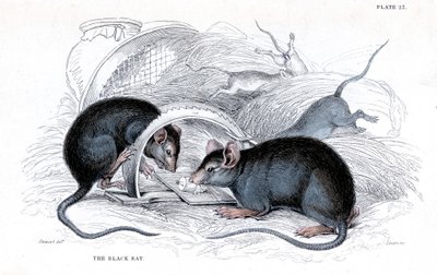 罠にかかった黒ネズミのエングレーヴィング（1838年 作： William Jardine