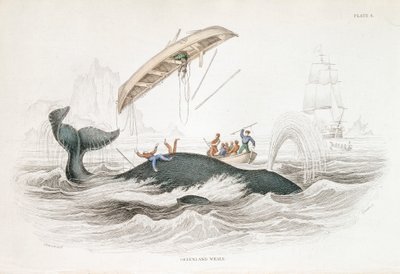 攻撃してきたボートを投げたグリーンランドクジラを銛で突く（1837年 作： William Jardine