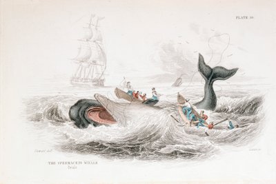 マッコウクジラの銛打ち（1837年 作： William Jardine