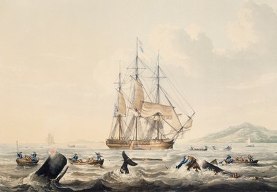 ウィリアム・ジョン・ハギンズ（1781-1845）による「南洋における捕鯨」の版画、44x57cm 作： William John Huggins