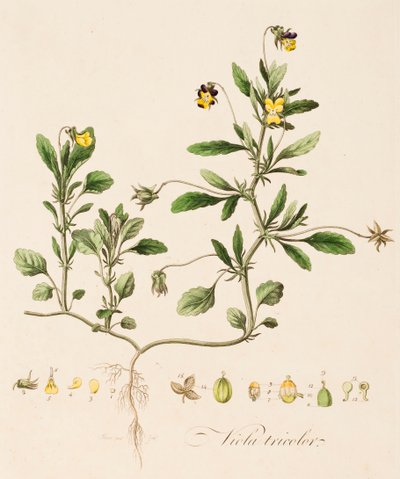 ビオラ・トリコロール、ワイルド・パンジー、c1770～1790年 作： William Kilburn