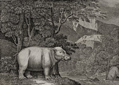 ケープオブグッドホープのカバ、「世界の概観」、1807年に公開 作： William Marshall Craig