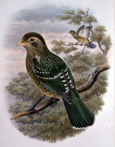 Ailuroedus Crassirostris, Green Catbird (カラーリトグラフ) 作： William Matthew Hart