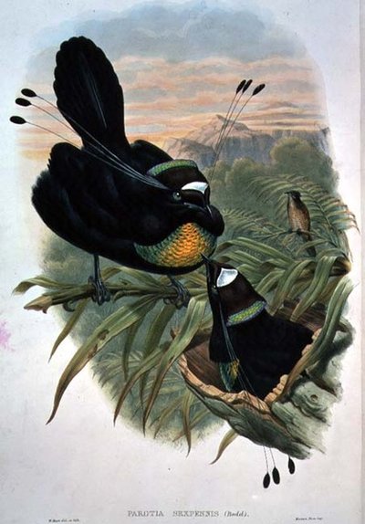 Arfak Six-wired Bird of Paradise (カラーリトグラフ) 作： William Matthew Hart