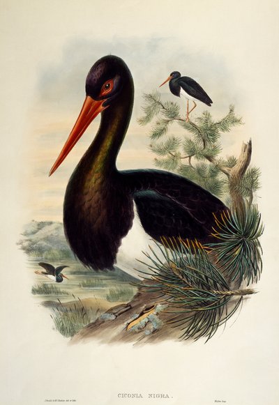 コウノトリ（Ciconia nigra）、リトグラフ、「Birds of Great Britain」より 作： William Matthew Hart