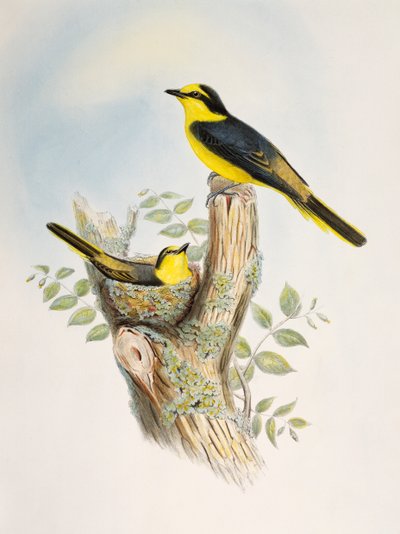 ブラウン・ランプド・ミニヴェット（Pericrocotus cantonensis）、リトグラフ、「Birds of Asia」より 作： William Matthew Hart
