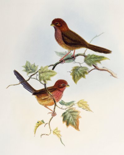茶色い翼の鳥（Paradoxornis brunneus）、リトグラフ、「Birds of Asia」より 作： William Matthew Hart