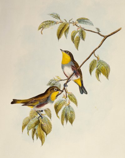 栗色のメジロ（Zosterops erythropleurus）、リトグラフ、「Birds of Asia」より 作： William Matthew Hart