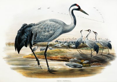 鶴（Grus cinerea）、リトグラフ、「Birds of Great Britain」より 作： William Matthew Hart