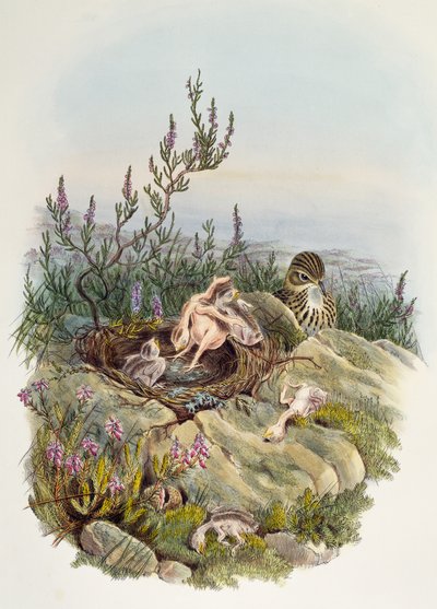 ジョン・グールド（1804-1881）作「カッコウ」、ウィリアム・マシュー・ハート（1830-1908）作リトグラフ、イギリス 作： William Matthew Hart