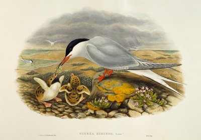 コモンアジサシ（Sterna hirundo）、リトグラフ、Birds of Great Britainより 作： William Matthew Hart