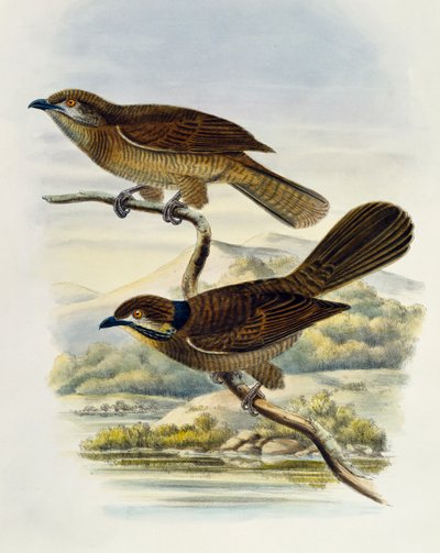 ドワーフ・コエル（Microdynamis parva）、ウィリアム・マシュー・ハート（1830-1908）による彫刻、イギリス 作： William Matthew Hart