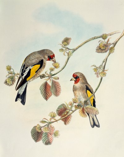 ヨーロピアンゴールドフィンチ（Carduelis carduelis caniceps）、リトグラフ、「Birds of Asia」より 作： William Matthew Hart