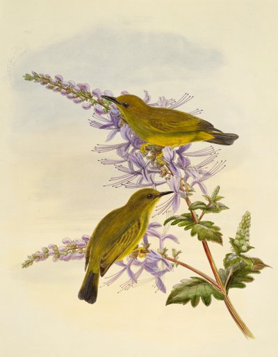グレイスロート・メジロ（Zosterops rendovae）、ウィリアム・マシュー・ハート（1830-1908）による彫刻、イギリス 作： William Matthew Hart