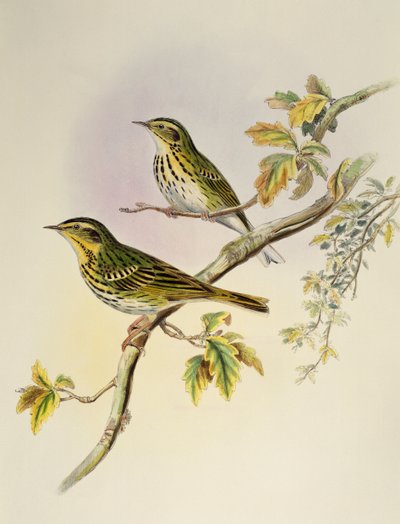 インドのツリーピピット（Pipastes agilis）、リトグラフ、「Birds of Asia」より 作： William Matthew Hart