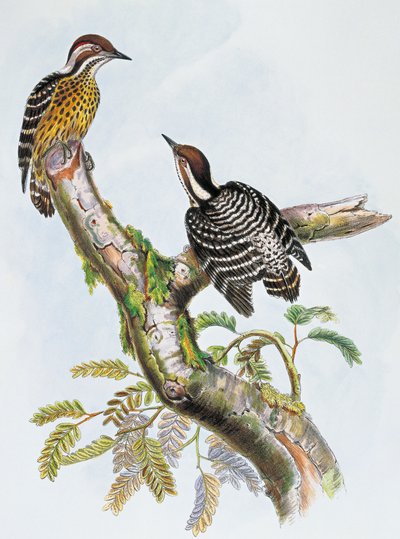 フィリピンのピグミー・ウッドペッカー（Dendrocopos maculatus）、ウィリアム・マシュー・ハート（1830-1908）によるリトグラフ、イギリス 作： William Matthew Hart