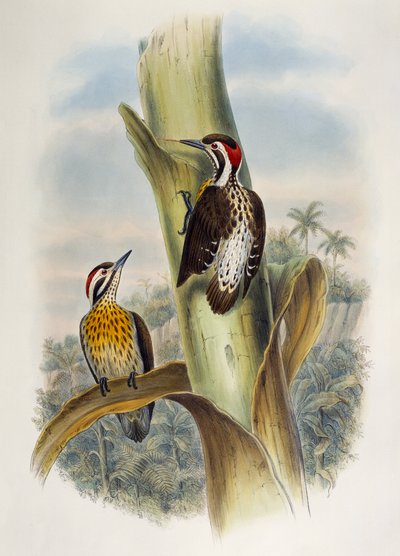 フィリピンのピグミー・ウッドペッカー（Dendrocopos maculatus）、リトグラフ、「Birds of Asia」より 作： William Matthew Hart