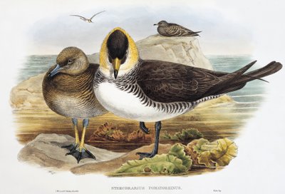 Pomarine Jaeger (Stercorarius pomarinus) リトグラフ 「Birds of Great Britain」より 作： William Matthew Hart