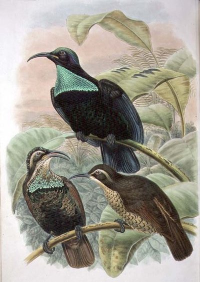 Ptiloris Paradiseus, Rifle Bird of Paradise (カラーリトグラフ) 作： William Matthew Hart