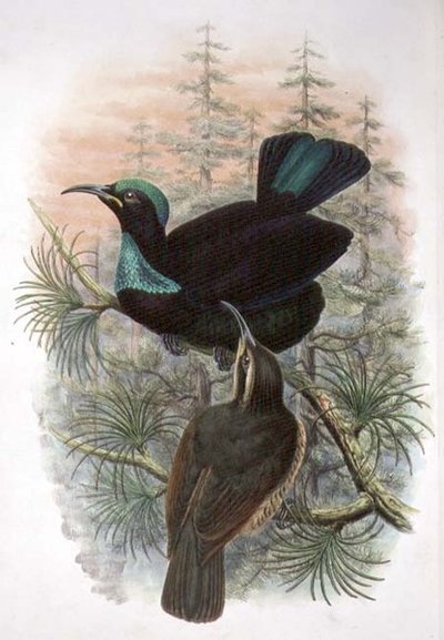 Ptiloris Victoriae, Victoria Rifle 楽園の鳥（カラーリトグラフ） 作： William Matthew Hart