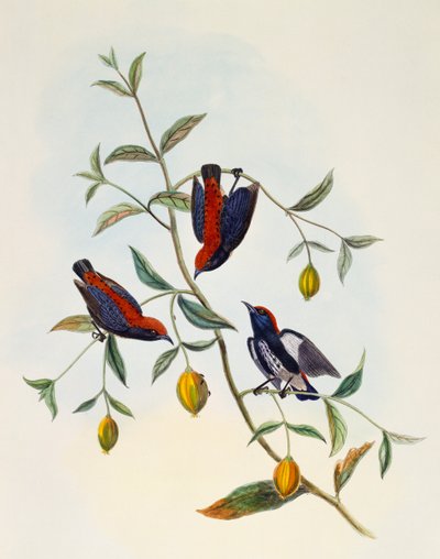 スカーレットバック・フラワーペッカー（Dicaeum cruentatum）、ウィリアム・マシュー・ハート（1830-1908）による彫刻、イギリス 作： William Matthew Hart