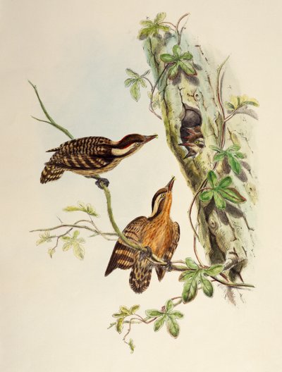 スンダ・ウッドペッカー（Dendrocopos moluccensis）、リトグラフ、「Birds of Asia」より 作： William Matthew Hart