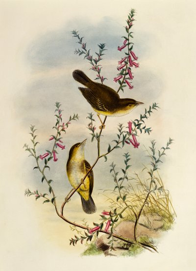 白い斑点のあるヒタキ（Pseudogerygone notata）、ウィリアム・マシュー・ハート（1830-1908）による彫刻、イギリス 作： William Matthew Hart