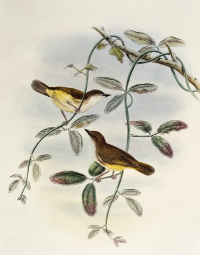 イエローベルド・ゲリゴネ（Gerygone chrysogaster）、リトグラフ、「アジアの鳥」より 作： William Matthew Hart