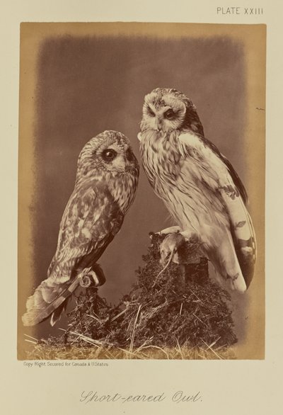 小耳フクロウ 作： William Notman