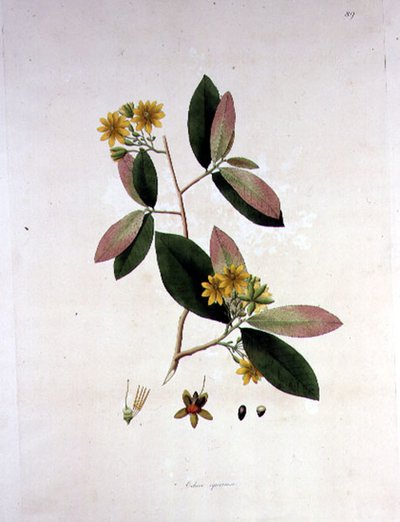 Ochna squarrosa、「The Plants of Coromandel Coast」からのイラスト 作： William Roxburgh