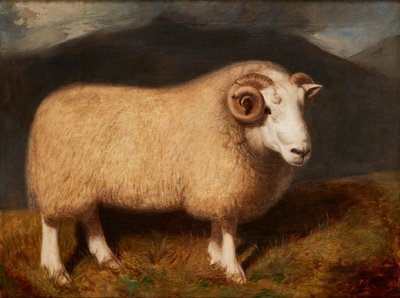 Cheviot Ram（キャンバスに油彩） 作： William Shiels