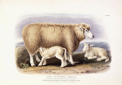 コッツウォルド品種、エウェ、8歳、1840年-1842年 作： William Shiels