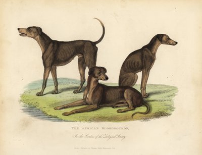 動物園協会の庭園にいるアフリカのブラッドハウンド。 作： William Smellie
