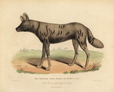 アフリカの狩猟犬Lycaon pictus。 作： William Smellie